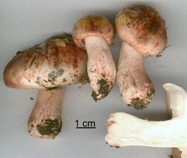 Hygrophorus erubescens